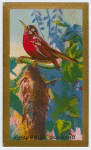Philippine Sunbird.