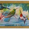 Humming Birds.