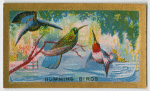 Humming Birds.