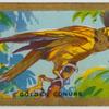 Golden Conure.