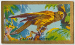 Golden Conure.