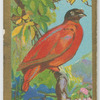 Orange Fruit-pigeon.