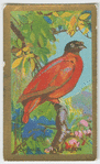 Orange Fruit-pigeon.