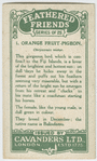 Orange Fruit-pigeon.