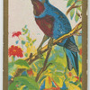 Banded Chatterer.