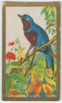 Banded Chatterer.