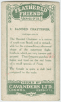 Banded Chatterer.