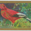 Cock-of-the-Rock.