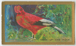 Cock-of-the-Rock.
