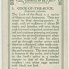 Cock-of-the-Rock.