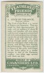 Cock-of-the-Rock.