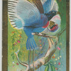 Prince Rudolph's Bird-of-Paradise.