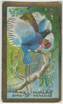 Prince Rudolph's Bird-of-Paradise.