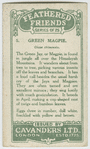 Green Magpie.