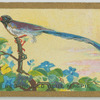 Red-billed Blue Magpie.