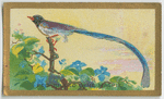 Red-billed Blue Magpie.