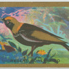 Regent Bower-bird.