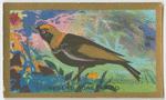 Regent Bower-bird.