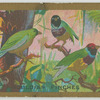 Gouldian Finches.