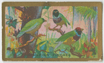 Gouldian Finches.