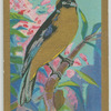 Blue-shouldered Tanager.