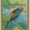 Orange-rumped Tanager.