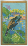 Orange-rumped Tanager.
