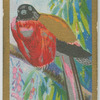 Duvaugel's Trogon.