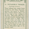 Duvaugel's Trogon.