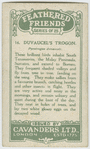 Duvaugel's Trogon.
