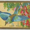 Lort Phillips Roller.