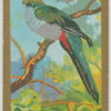 Golden-headed Quesal.