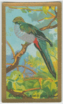 Golden-headed Quesal.