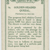 Golden-headed Quesal.