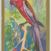 Pennants Parroquet.