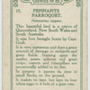 Pennants Parroquet.
