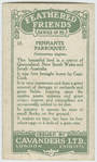 Pennants Parroquet.
