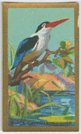 Black-capped Kingfisher.