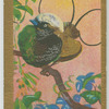 Hunstein's Bird-of-Paradise.