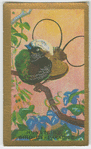 Hunstein's Bird-of-Paradise.