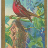 Philippine Sunbird.