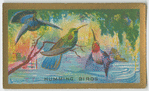 Humming Birds.