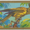 Golden Conure.