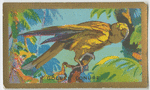 Golden Conure.