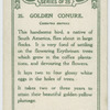 Golden Conure.