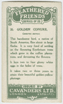 Golden Conure.