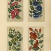 Flowers ; Flowers ; Flowers ; Flowers