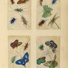 Insects ; Insects ; Insects ; Insects