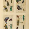 Insects ; Insects ; Insects ; Insects 