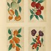 Fruit ; Fruit ; Fruit ; Fruit 